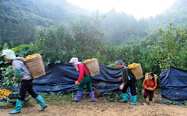 Ký sự đồng rừng… ảnh 1