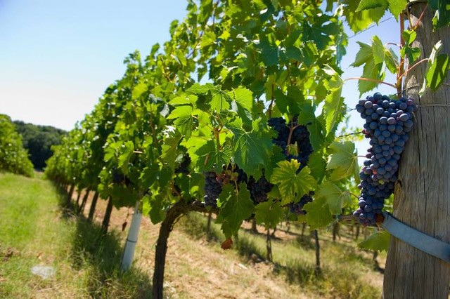 Uống vang nhiều, bạn hiểu gì về 6.000 giống nho sản xuất rượu? ảnh 1