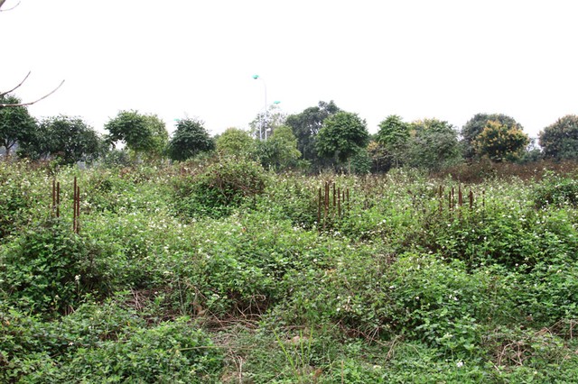 Khu đô thị Quang Minh vắng hơn chùa Bà Đanh ảnh 8