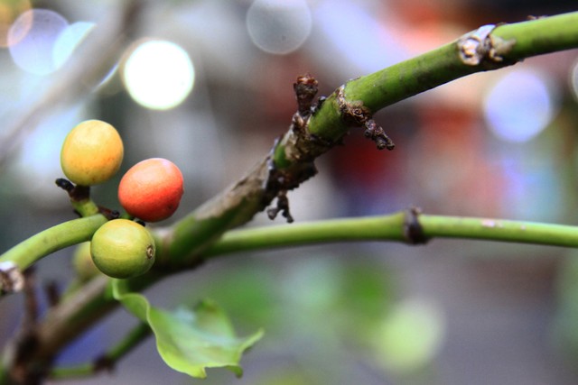 Độc đáo đường sách cà phê Buôn Ma Thuột ảnh 12