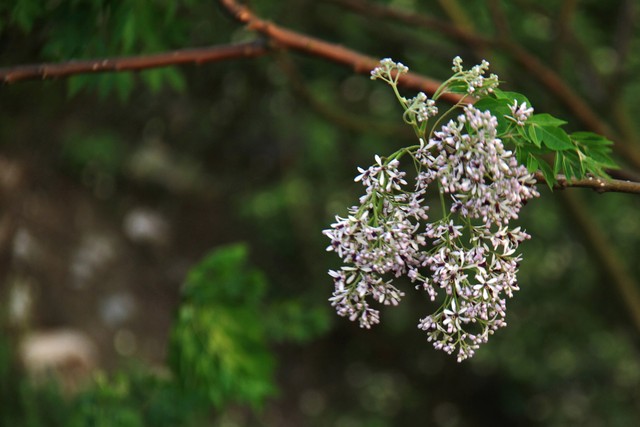 Nhớ mùa Xoan cũ ảnh 3