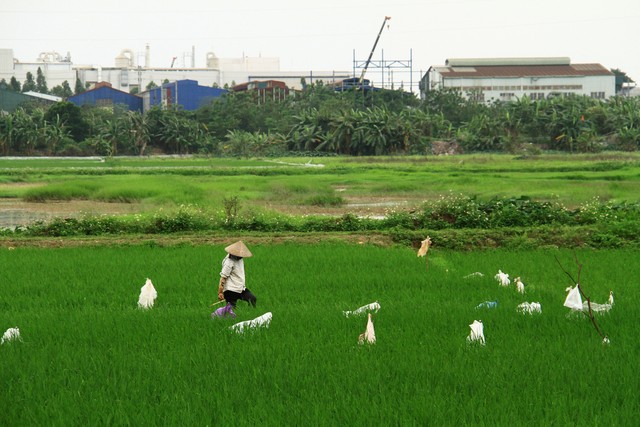 “Nghị định 25/2020/NĐ-CP giúp địa phương tự tin hơn khi giao đất” ảnh 3