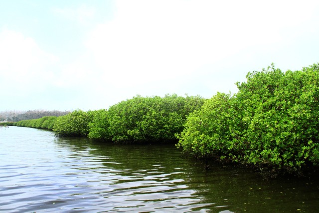 Cóc trắng là loại cây được lựa chọn để trồng rừng ngập mặn.