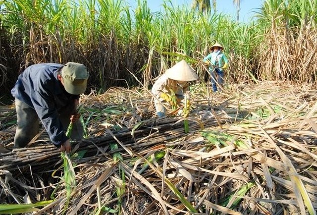 Các yếu tố trên thế giới: giá đường tăng, giảm sản lượng, tăng nhu cầu tiêu thụ, lẫn những khó khăn từ thị trường nội địa dự kiến sẽ tiếp tục đẩy giá đường ở Việt Nam tiếp tục tăng cao trong thời gian sắp tới