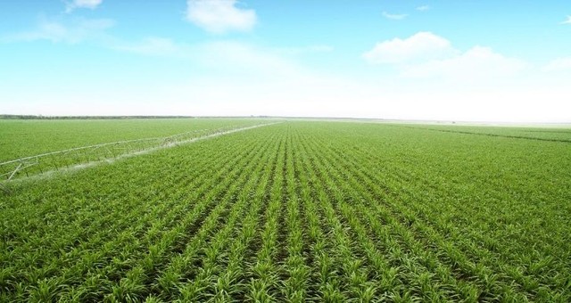 Sở hữu diện tích vùng nguyên liệu rộng lớn sẽ giúp doanh nghiệp mía đường nâng cao năng lực cạnh tranh không chỉ trong nước mà còn quốc tế Sở hữu diện tích vùng nguyên liệu rộng lớn sẽ giúp doanh nghiệp mía đường nâng cao năng lực cạnh tranh không chỉ trong nước mà còn quốc tế