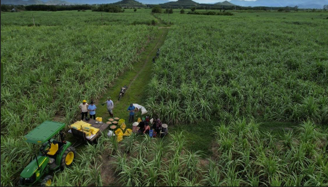 NPK Phú Mỹ góp phần cho một mùa mía ngọt bội thu