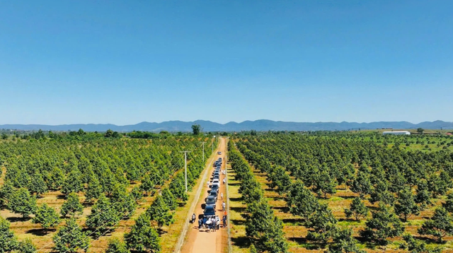 Các dự án sầu riêng, chuối và cà phê tại Đại Thắng (Paksong, Lào), một trong những vùng nguyên liệu chủ lực, quy mô lớn gắn với các nhà máy chế biến của HAGL được trồng, chăm sóc bài bản. Các dự án sầu riêng, chuối và cà phê tại Đại Thắng (Paksong, Lào), một trong những vùng nguyên liệu chủ lực, quy mô lớn gắn với các nhà máy chế biến của HAGL được trồng, chăm sóc bài bản.