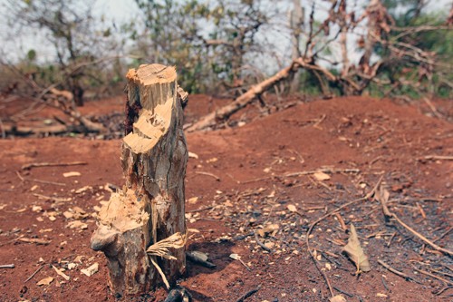 Tháng 3, mùa con ong... không lấy mật! ảnh 1
