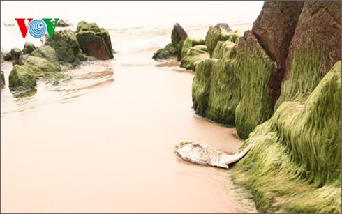 Người dân Hà Tĩnh hoang mang vì cá chết hàng loạt dạt vào bờ biển ảnh 1