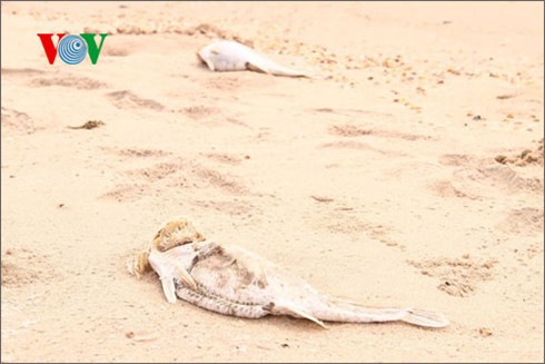 Người dân Hà Tĩnh hoang mang vì cá chết hàng loạt dạt vào bờ biển ảnh 2