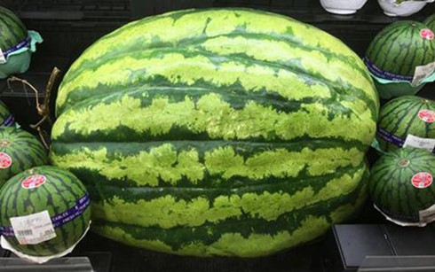 Dưa hấu có giá gần 7 triệu đồng/quả ảnh 1