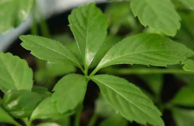 5 “thần dược” giá bình dân bổ như nhân sâm ảnh 2