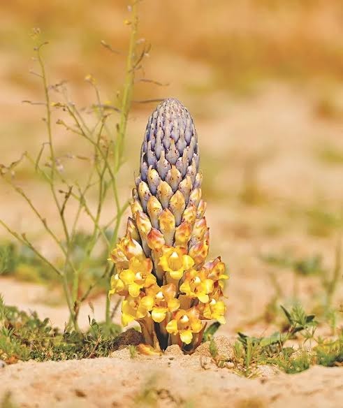 5 “thần dược” giá bình dân bổ như nhân sâm ảnh 3