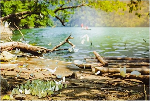 Ba Bể mùa bướm bay ảnh 3
