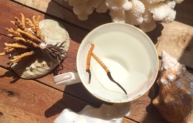 Đông trùng hạ thảo 1,6 tỷ/kg: Đại gia uống thay trà hàng ngày ảnh 1