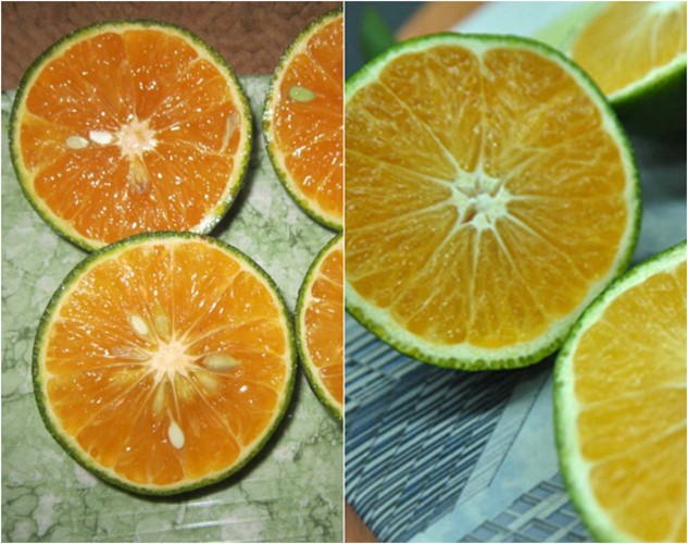 Dân Hà Nội “ăn quả lừa” vì cam Tàu đội lốt cam Việt Nam ảnh 10