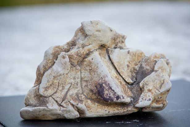 Nhặt được chất nôn cá voi bán giá gần 2 tỉ đồng ảnh 1