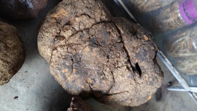 Đổ xô mua nấm u 1 triệu/kg: Thần dược chữa ung thư? ảnh 2