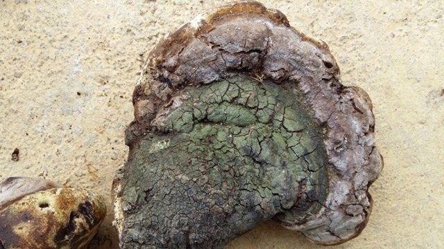 Đổ xô mua nấm u 1 triệu/kg: Thần dược chữa ung thư? ảnh 3