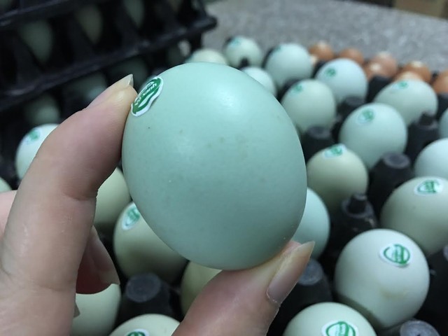 Giật mình trứng gà xanh siêu lạ, mỗi ngày bán 10.000 quả ảnh 3
