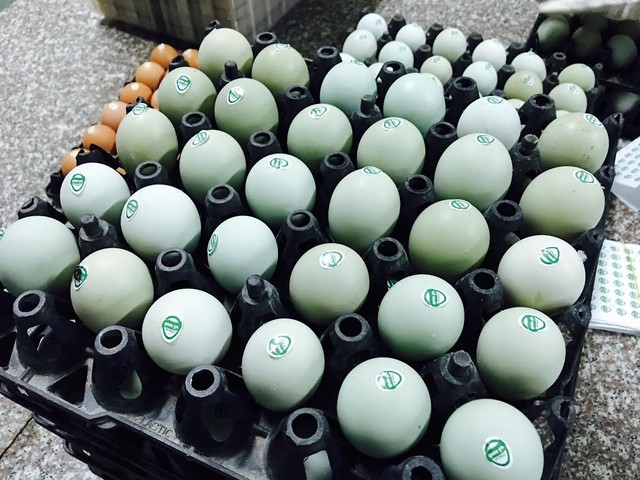 Giật mình trứng gà xanh siêu lạ, mỗi ngày bán 10.000 quả ảnh 5