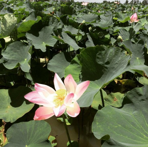 3 gợi ý 'đi trốn' giữa thiên nhiên ngay gần Sài Gòn ảnh 10