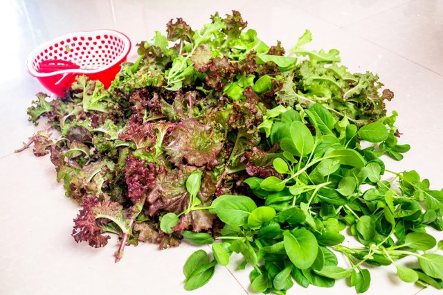 Vườn rau treo ngược trên trần nhà của chàng trai 9X ảnh 10