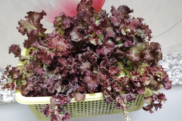 Vườn rau treo ngược trên trần nhà của chàng trai 9X ảnh 11