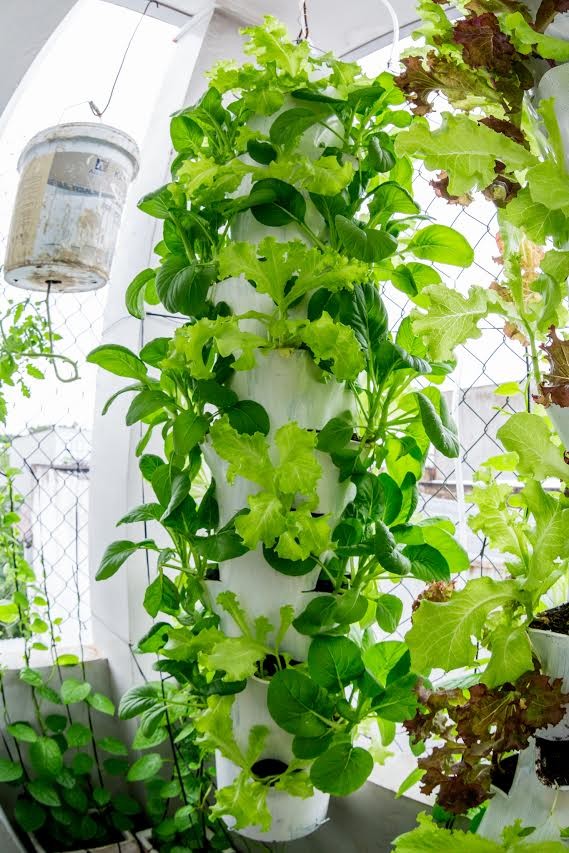 Vườn rau treo ngược trên trần nhà của chàng trai 9X ảnh 2