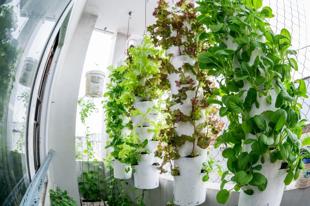 Vườn rau treo ngược trên trần nhà của chàng trai 9X ảnh 3