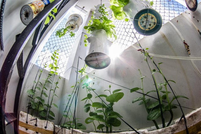 Vườn rau treo ngược trên trần nhà của chàng trai 9X ảnh 4