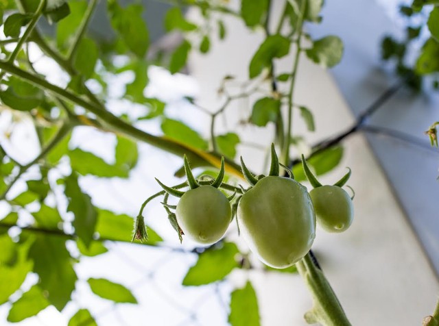 Vườn rau treo ngược trên trần nhà của chàng trai 9X ảnh 6