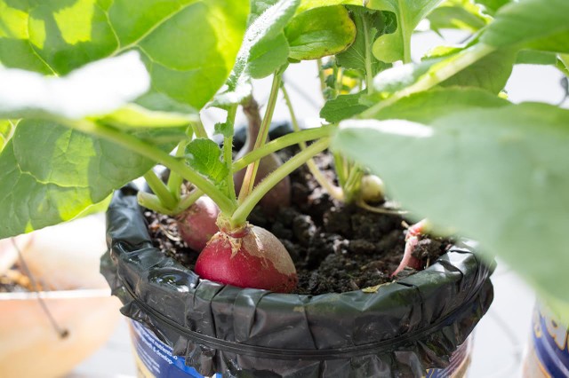 Vườn rau treo ngược trên trần nhà của chàng trai 9X ảnh 7