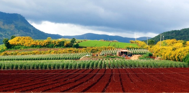 Rực rỡ sắc hoa Dã Quỳ Đà Lạt khi chạm ngõ tháng 11 ảnh 1