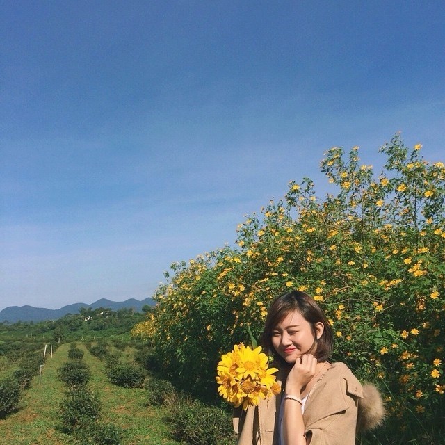 Rực rỡ sắc hoa Dã Quỳ Đà Lạt khi chạm ngõ tháng 11 ảnh 5