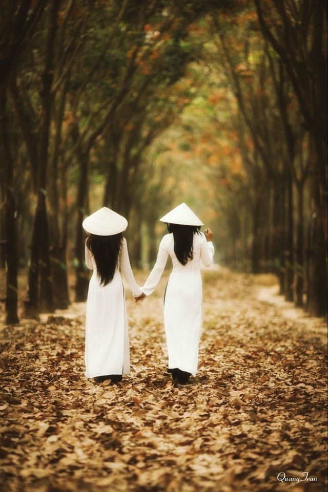 Những mùa thay lá quyến rũ nhất Việt Nam ảnh 1