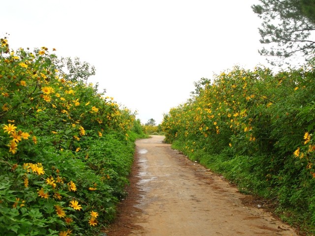 Rực rỡ sắc hoa Dã Quỳ Đà Lạt khi chạm ngõ tháng 11 ảnh 4