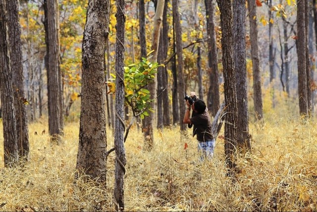 Những mùa thay lá quyến rũ nhất Việt Nam ảnh 8