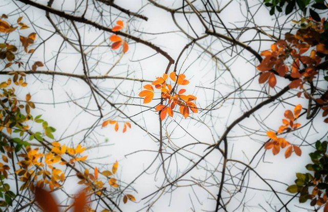 Những mùa thay lá quyến rũ nhất Việt Nam ảnh 4