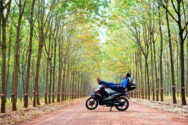 Những mùa thay lá quyến rũ nhất Việt Nam ảnh 5