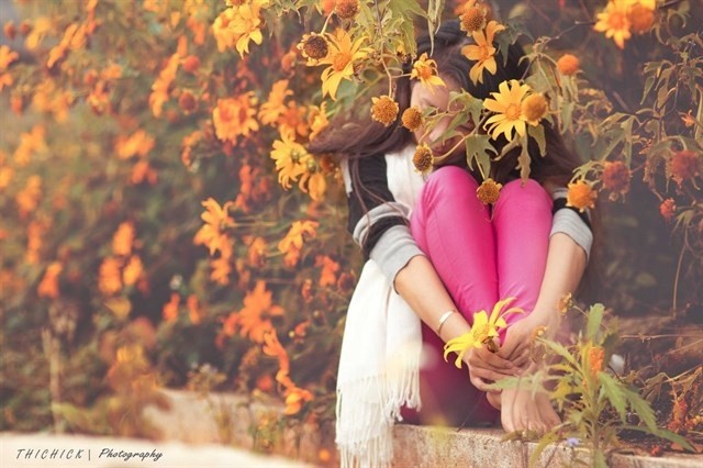 Rực rỡ sắc hoa Dã Quỳ Đà Lạt khi chạm ngõ tháng 11 ảnh 8