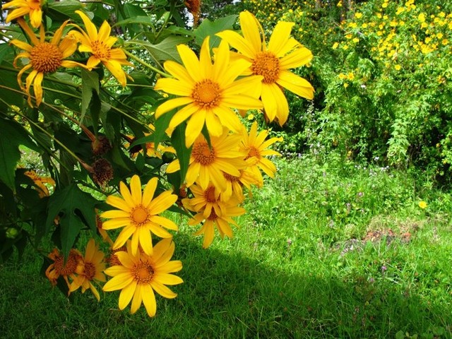 Rực rỡ sắc hoa Dã Quỳ Đà Lạt khi chạm ngõ tháng 11 ảnh 10