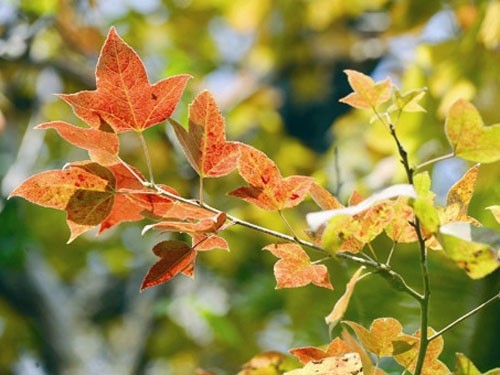 Những mùa thay lá quyến rũ nhất Việt Nam ảnh 12