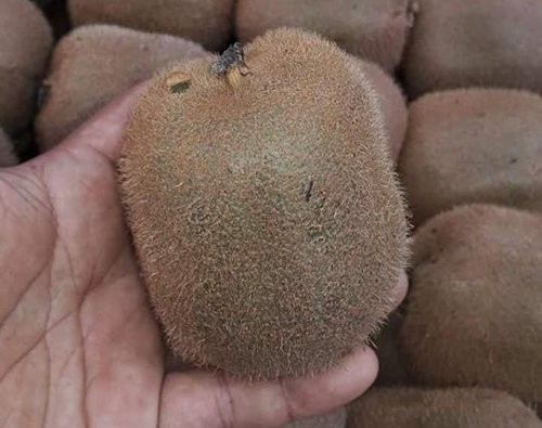 Kiwi Tàu 25 ngàn lừa bán 170 ngàn đồng/kg: Dân chảnh hớ nặng ảnh 1