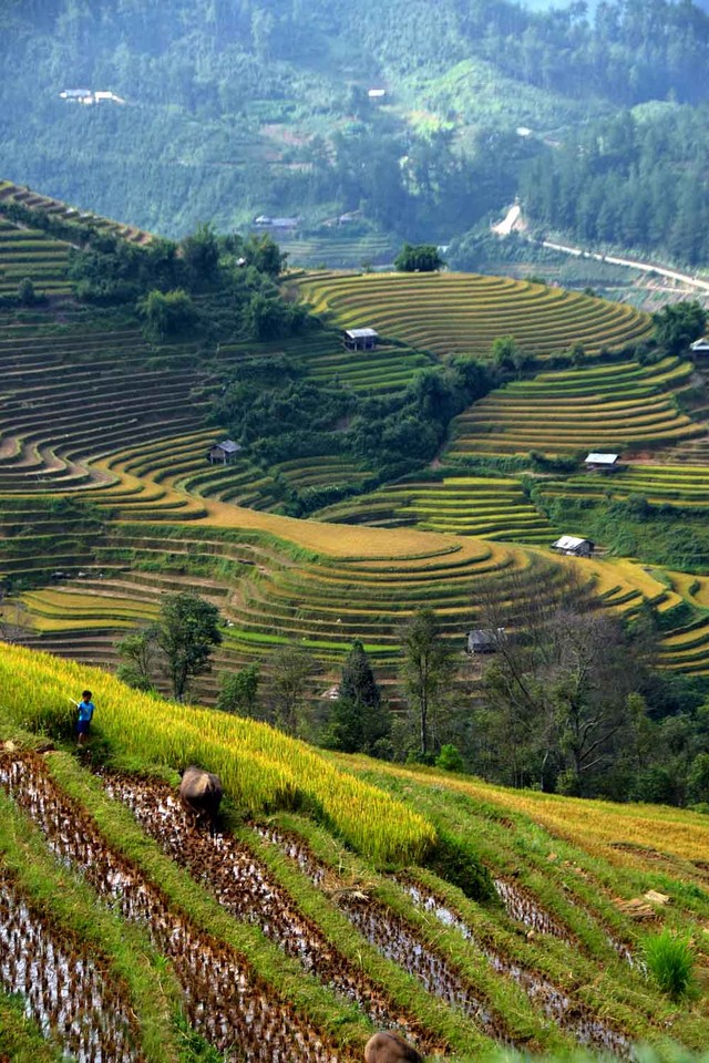 Thu sang, miền sơn cước Mù Cang Chải đẹp đến nao lòng ảnh 3