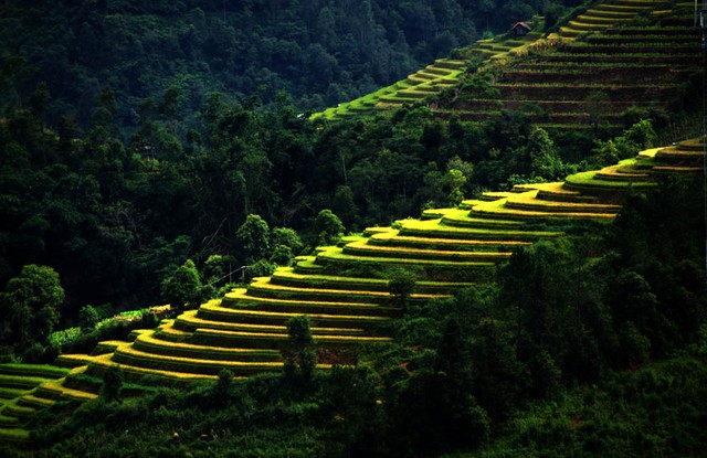 Thu sang, miền sơn cước Mù Cang Chải đẹp đến nao lòng ảnh 7