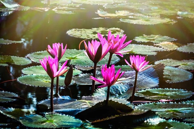 Chạm tay vào sắc thu Yến Vĩ ảnh 3