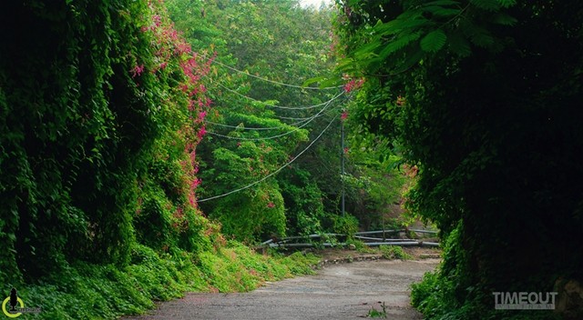 Rực hồng mùa tigon núi Sam ảnh 1