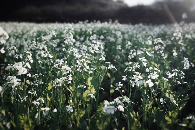 Những cung đường tuyệt vời nhất định phải đi tháng 11 ảnh 2