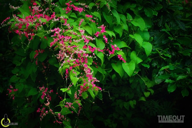 Rực hồng mùa tigon núi Sam ảnh 3